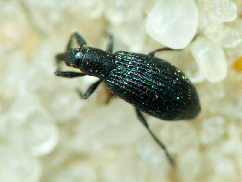 Apionidae Schönherr, 1823